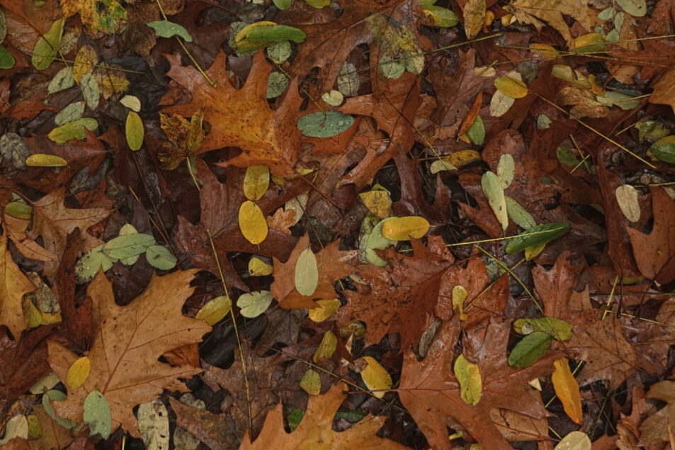a carpet of brown leaves of various size